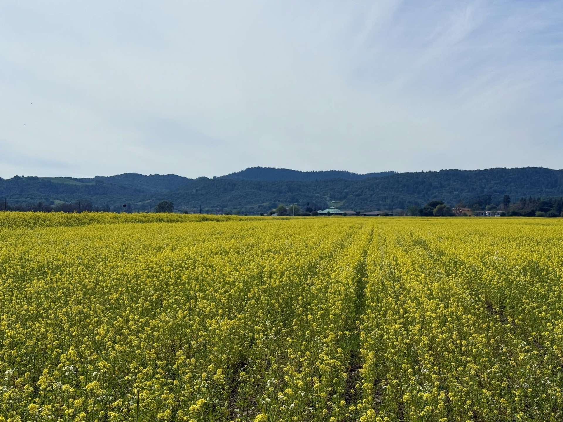 Rows of vines in a Napa Valley vineyard
