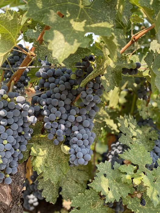 Ripe cabernet grapes on the vine in a Napa Valley vineyard
